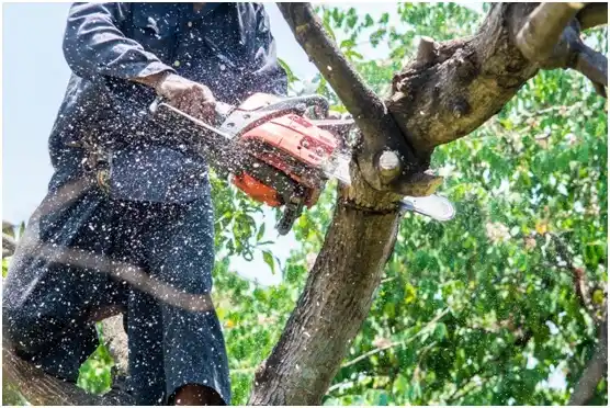 tree services Jefferson City